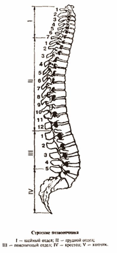 Позвоночник человека. Строение позвоночника человека схема. Позвоночник с1. 4-Й И 5-Й позвонки.