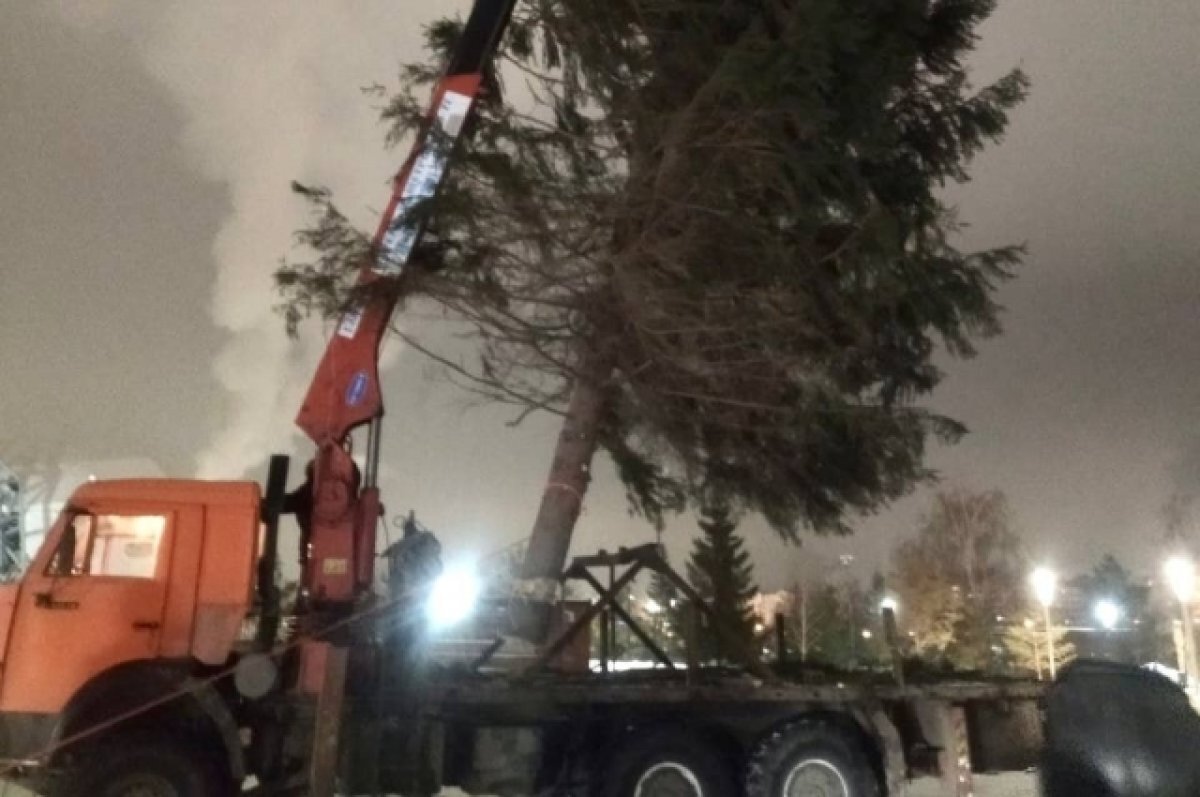    В Уфе установили две живые новогодние елки