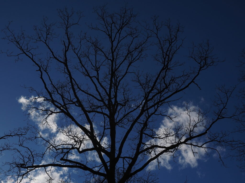 Фото: piqsels.com