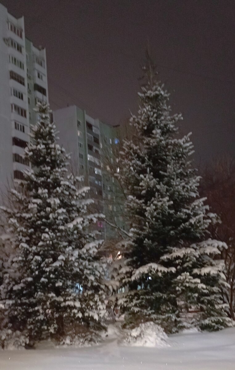 Просто две красивые ёлки. Зима, декабрь, улица Лескова. Фото автора.