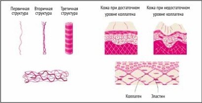  Рисунок 1. Коллаген – основной компонент дермы