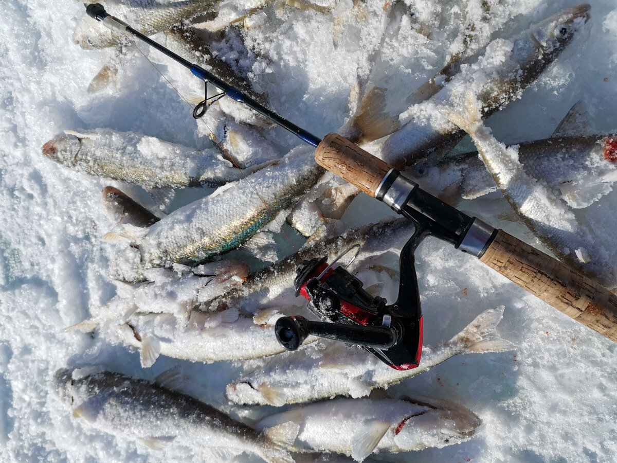 Ловля Корюшки на махалочные блёсны | Как ловить | Рыбалка во Владивостоке