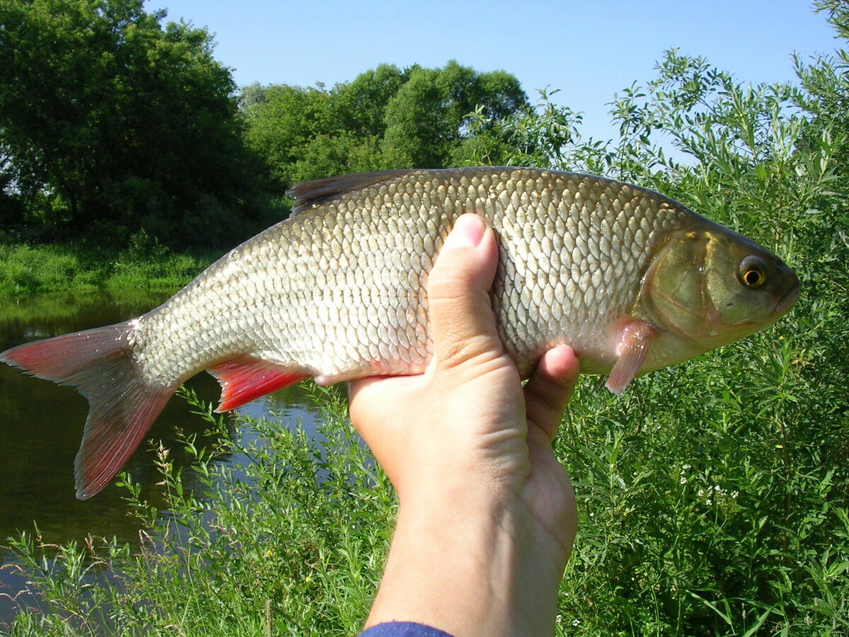 Язь рыба где водится. Язь. Язь рыба. Язь Leuciscus idus. Язь подъязок.