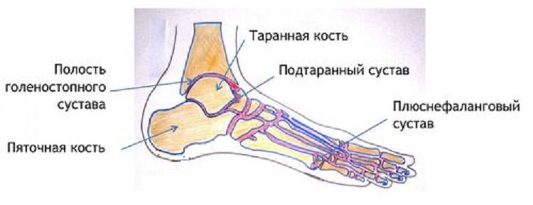 Укол в голеностопный сустав. Подтаранный сустав и таранно-пяточный сустав. Таранно-пяточно-ладьевидный сустав анатомия. Голеностопный сустав подтаранный сустав. Таранная кость стопы строение.