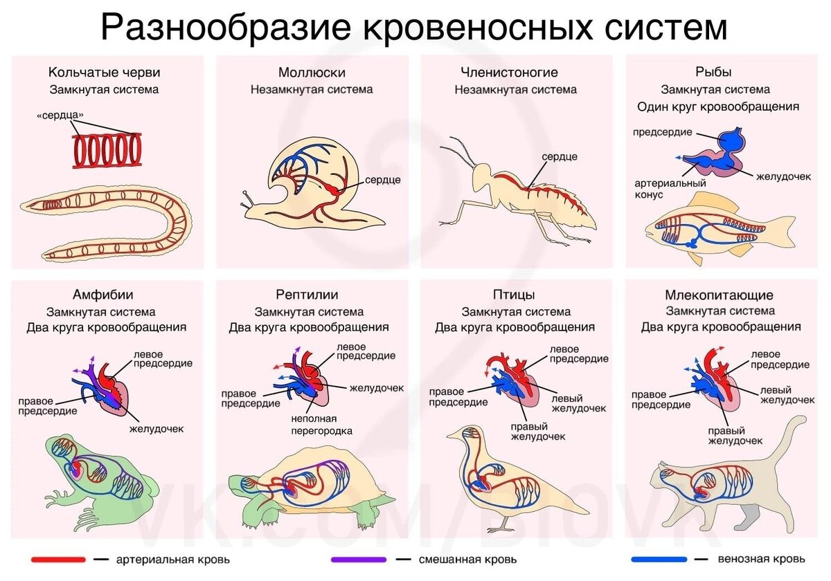 Если у животного сердце имеет строение изображенное на рисунке то для этого животного характерны