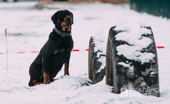 Фото: realnoevremya.ru/Максим Соколов (архив)