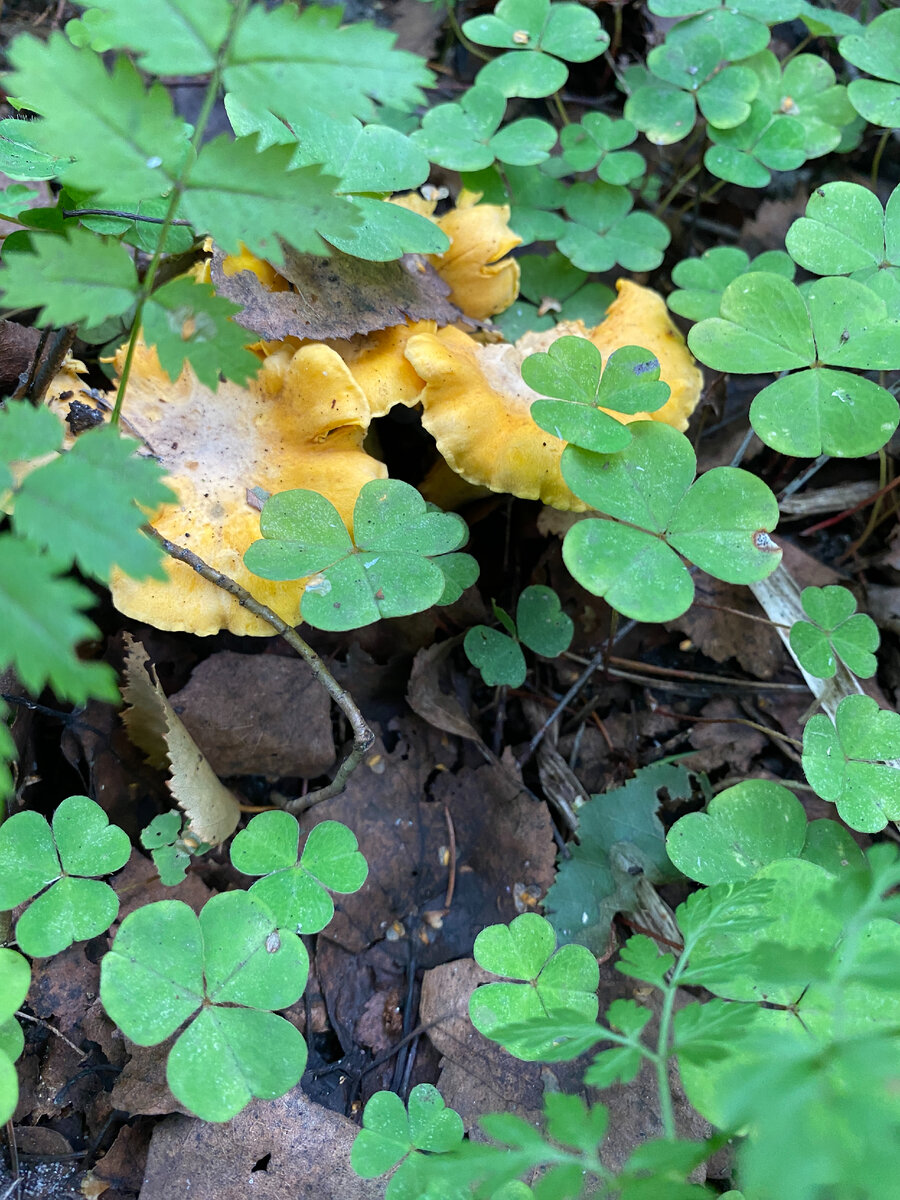 Лисичка настоящее прячет неправильную шляпку