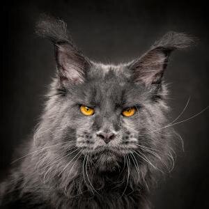 Голубой окрас