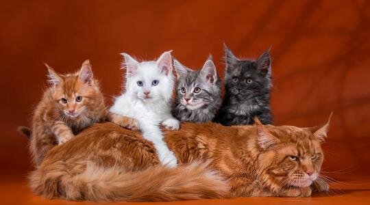 Разнообразие окрасов