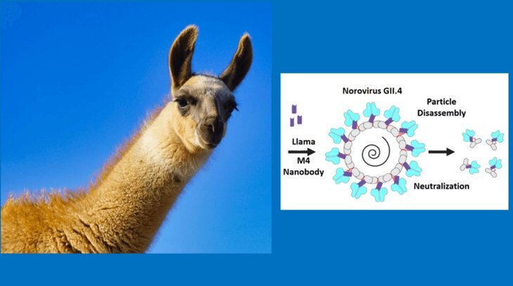    Что общего у ламы и биопестицидов