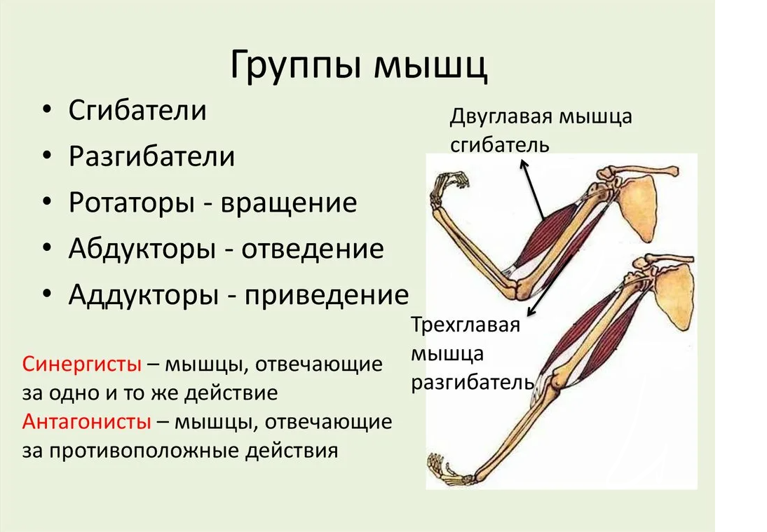 Мышца сгибатель. Сгибатель разгибатель санергист. Мышцы сгибатели 8 класс биология. Мышцы сгибатели и разгибатели биология 8. Мышцы синергисты верхней конечности.