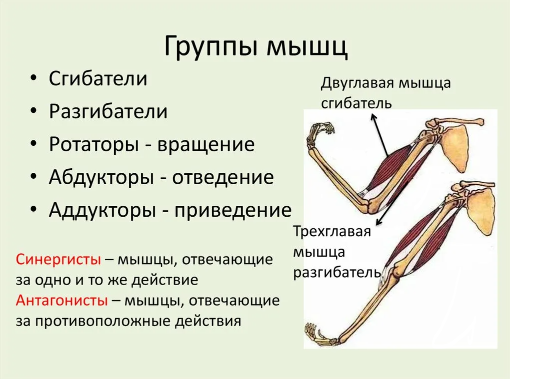 Орган выполняющий функцию сокращения