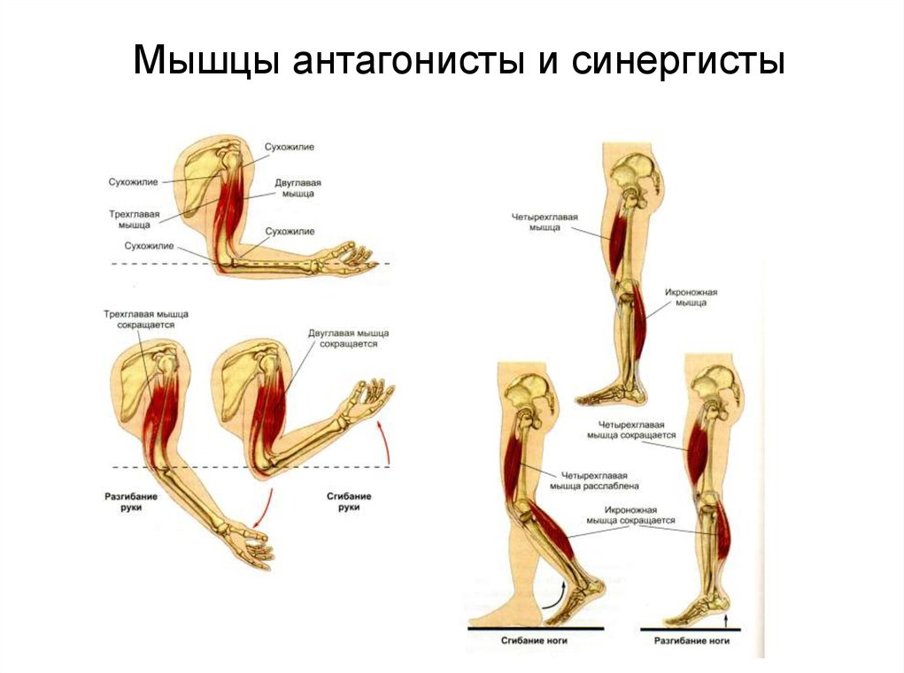 Мышцы участвующие в разгибании бедра