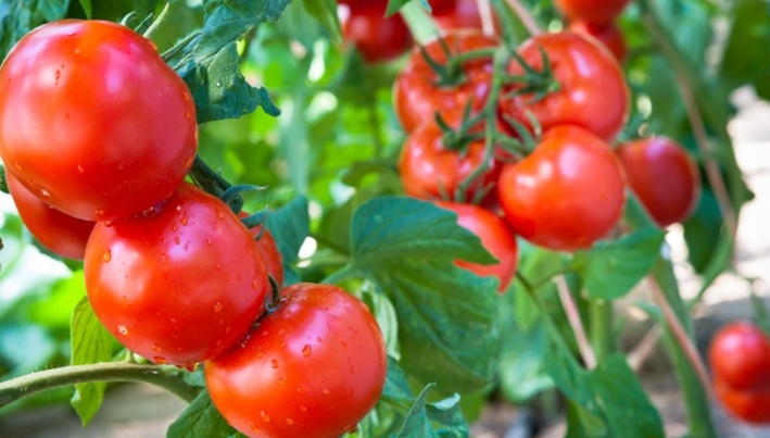 Надоело собирать томатов «с гулькин нос»! Эти 5 сортов посажу в новом сезоне (спасибо подписчикам за советы)