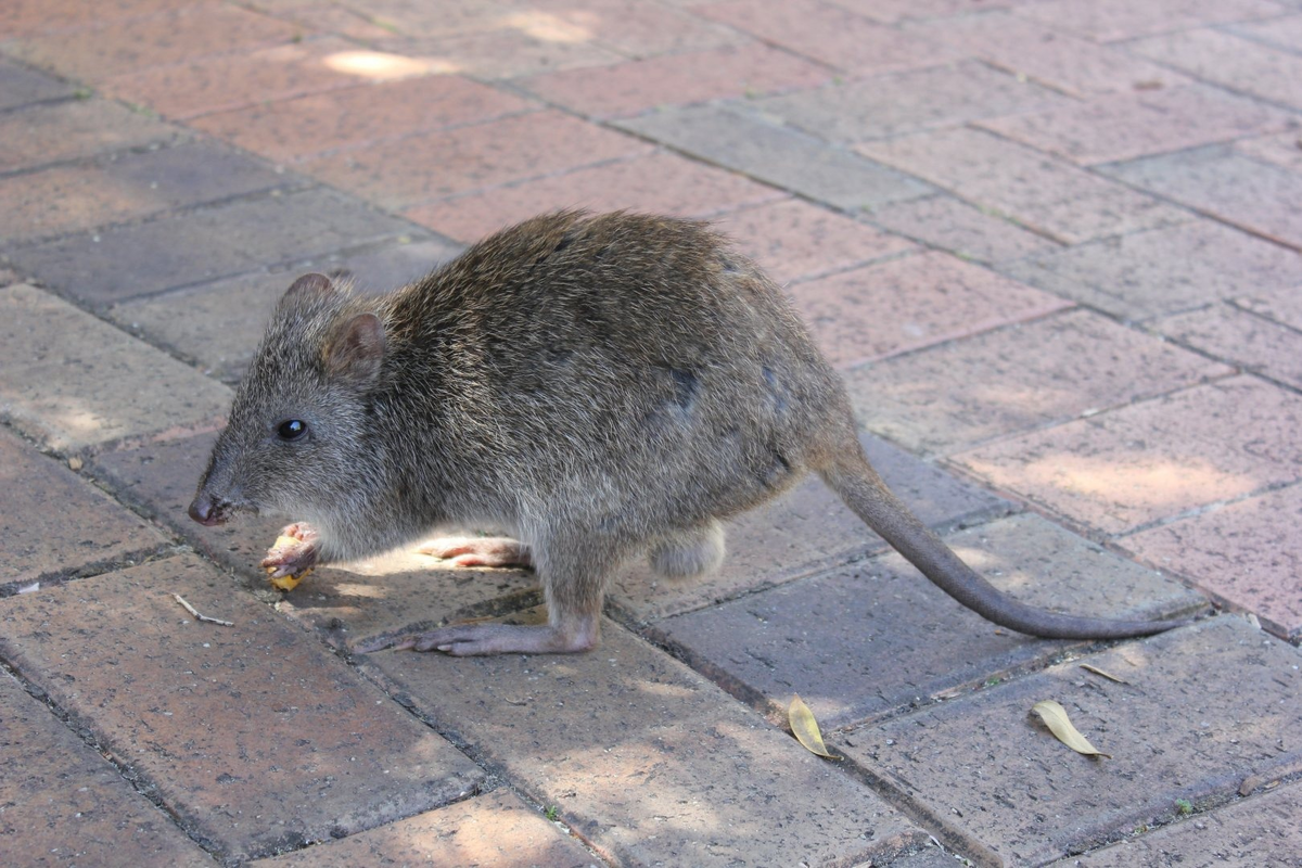 Даже крысы в Австралии — и те прыгают! 