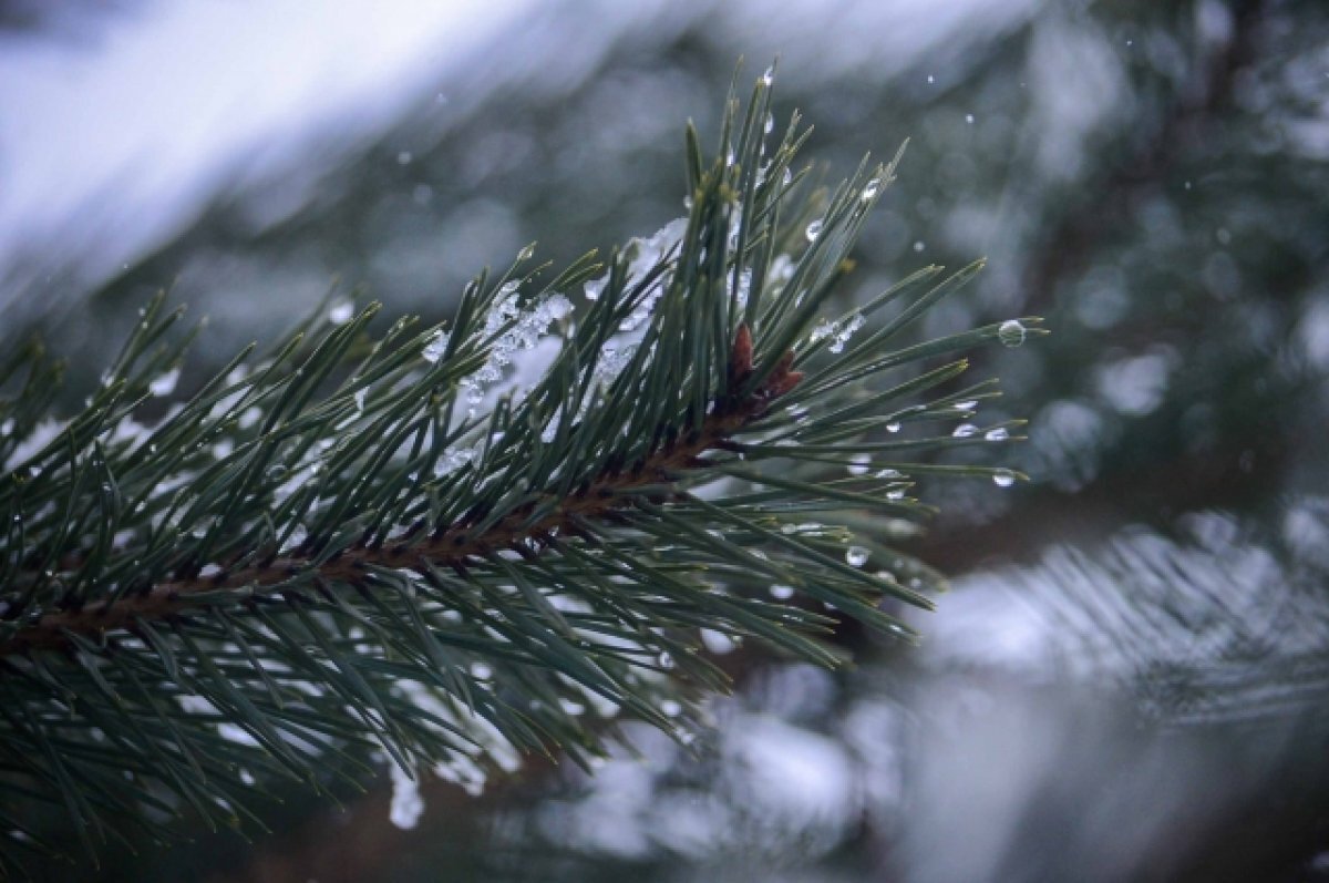    Туляки рассказали о своих планах на зимний отпуск