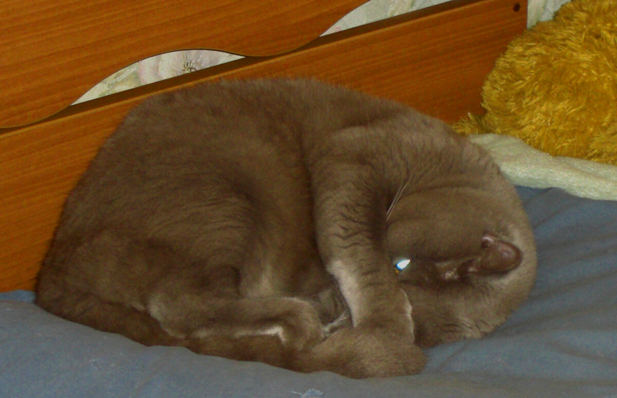 Кузя спит "без задних лап". Но глаза открыты, и он всё видит. То есть он спит и не спит одновременно.