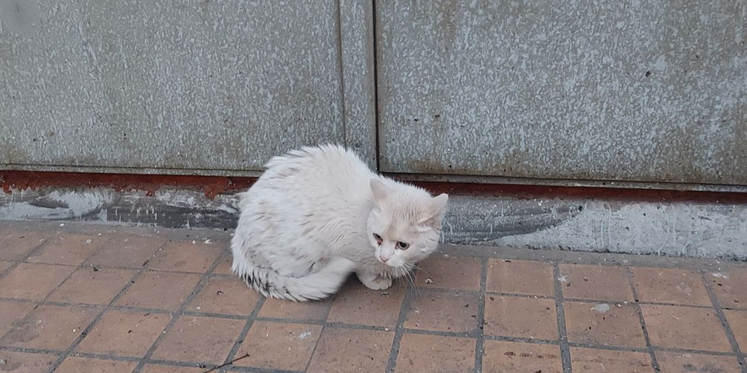 Белоснежную домашнюю кошку оставили рядом с открытым подвальным продухом: если бы её не заметили, она так и не вышла бы