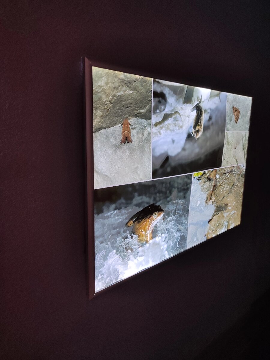 Местные обитатели, которых можно встретить на прогулке