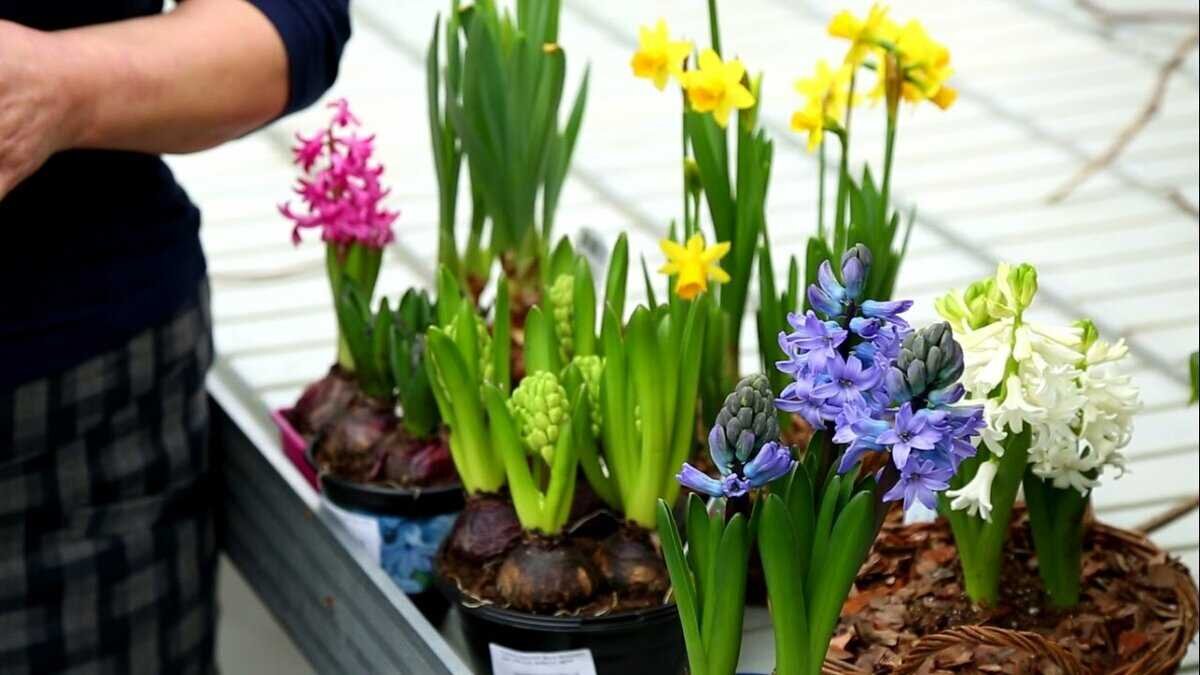 Луковичный цветок гиацинт. Горшечный гиацинт. Цветонос у гиацинта. Гиацинт домашний в горшке. Гиацинт d7 h10.