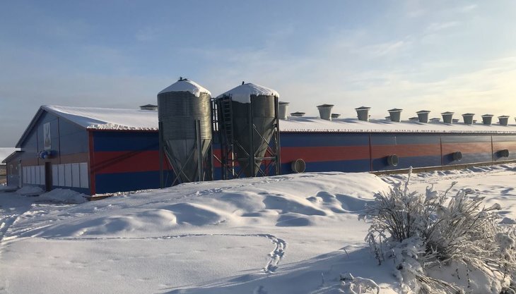    Костромская птицефабрика увеличит производство куриных яиц до 80 млн штук