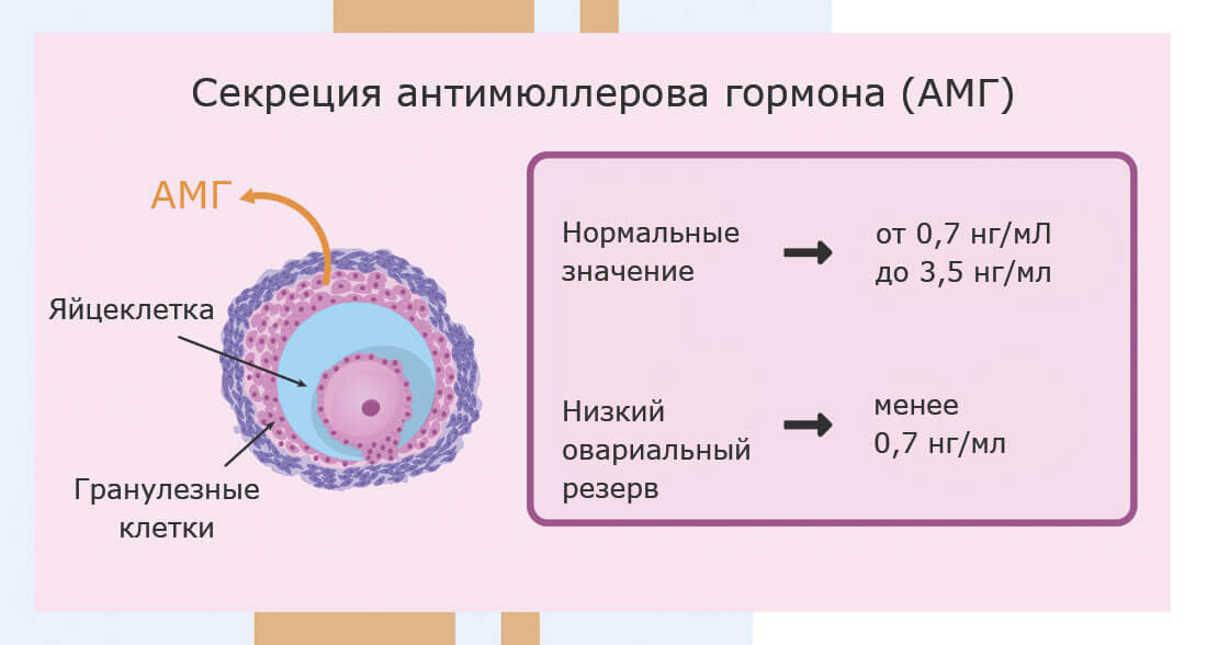 Выработка АМГ у женщин начинается в период внутриутробного развития