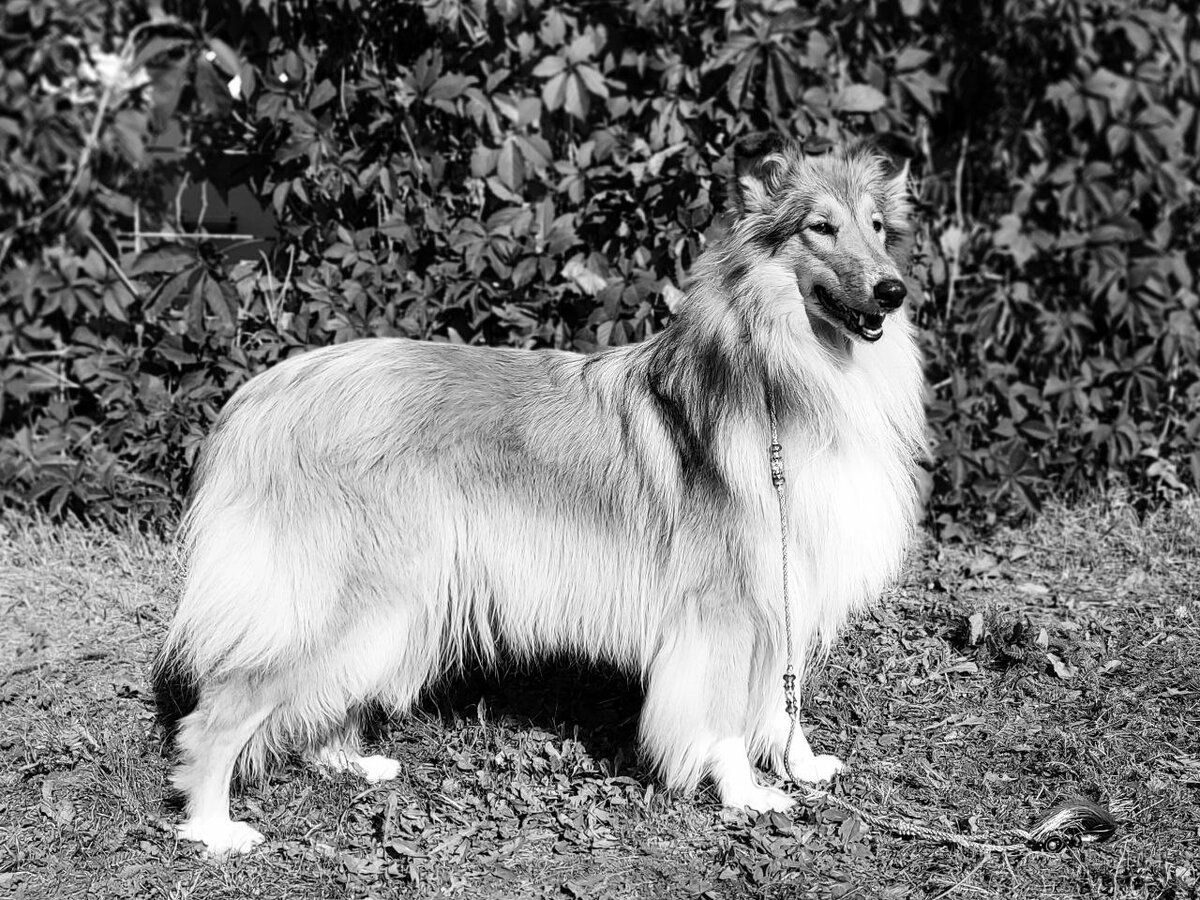 Чёрно-белый вариант