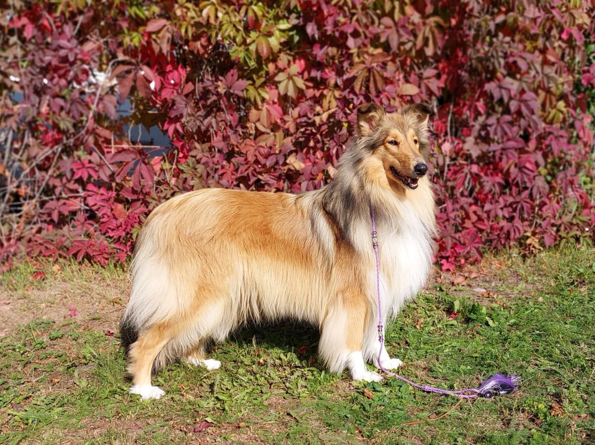 Цветное исходное фото