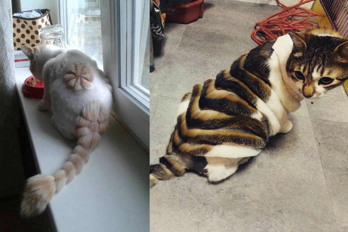 Как выглядят стриженные кошки