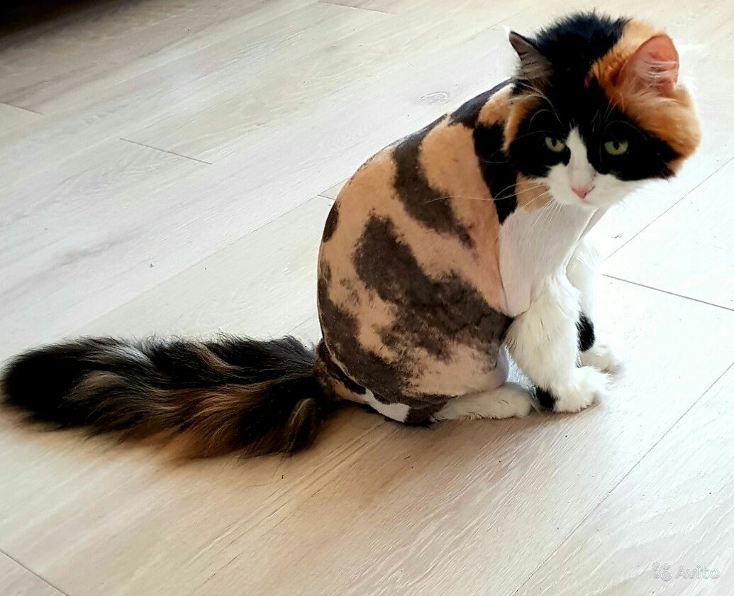 Кошки со стрижками