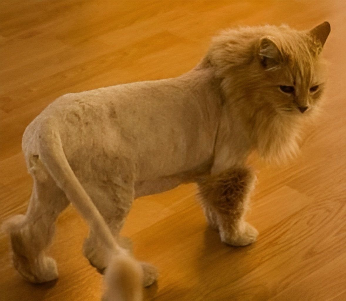 Рыжая бреет. Стрижка кота. Кошка подстриженная под Льва. Стрижка кота под Льва. Стрижка кота подо Льва.