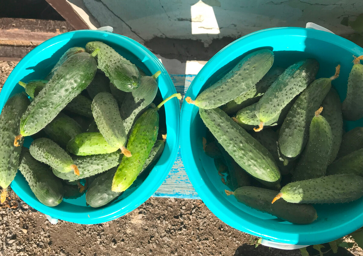 Это, сейчас бы сюда эти огурцы, на котоыре летом смотреть уже невозможно