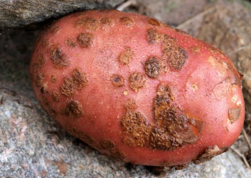 Парша обыкновенная