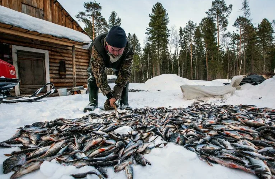 Тайга рыбалка видео новое. Сибирь Тайга охотничий промысел. Рыболовство в тайге. Рыболовство в Сибири. Рыбалка на севере.
