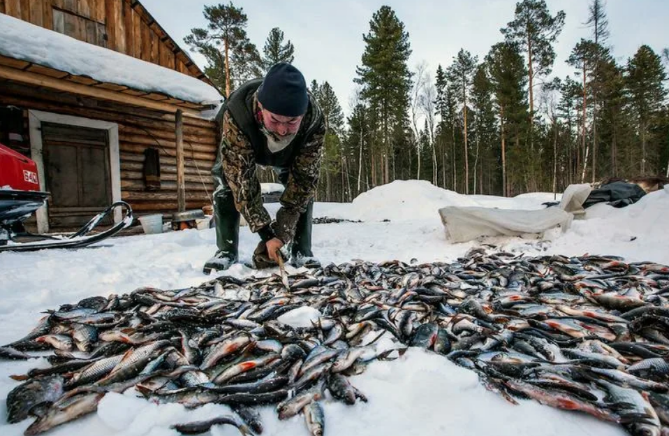 Таежный промысел в сибирской тайге. Рыболовство в Сибири. Рыбалка на севере. Рыболовство в тайге.