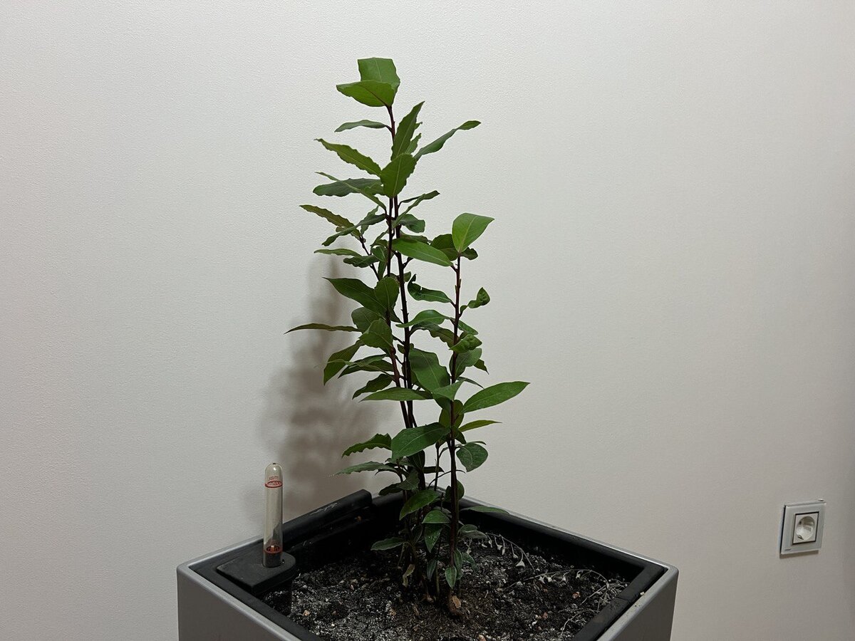 Лавр благордный