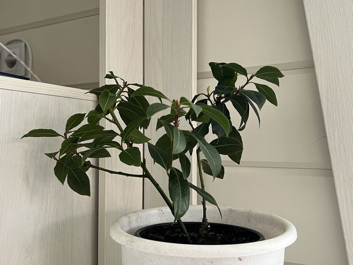 Лавр благородный