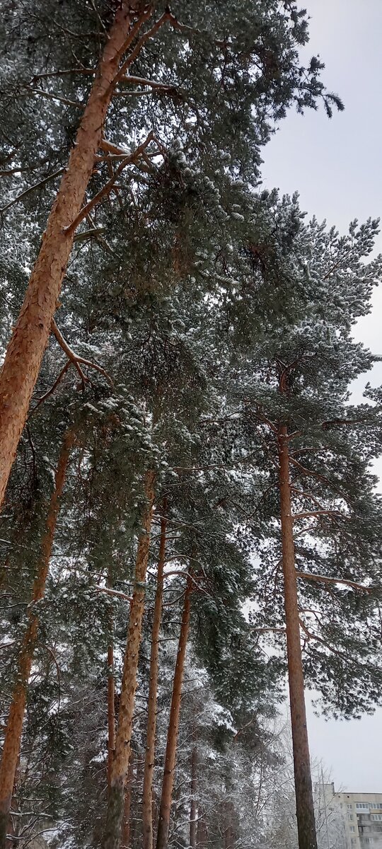 Сосенки у ТЦ. А в них белки живут и дятлы)