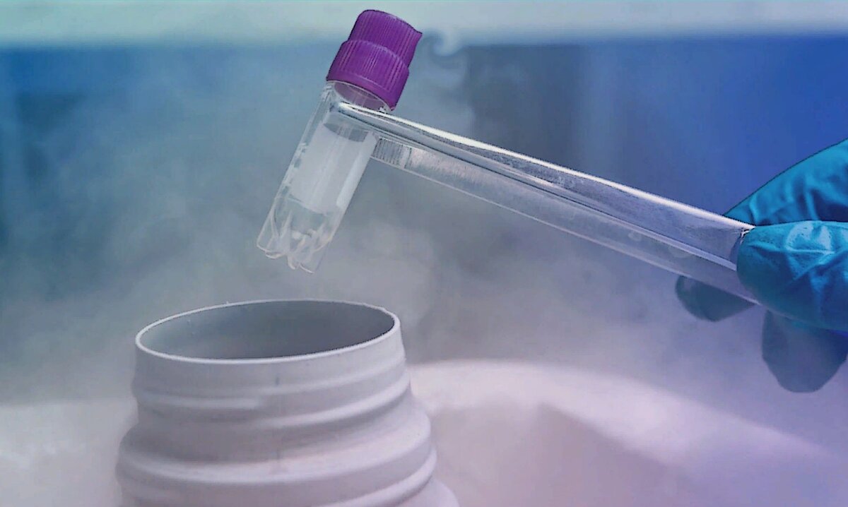 Криоконсервированный объект в виале опускается в жидкий азот.