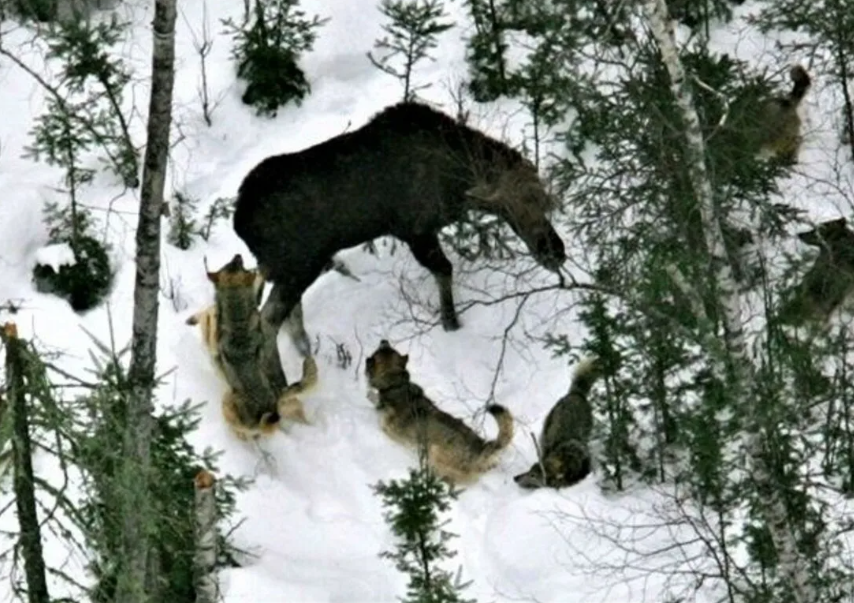 Нападение лесу. Охота Волков на лося. Волки охотятся на лося. Нападение волка на лося.