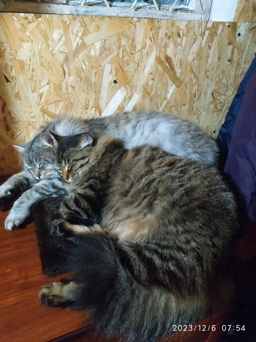 Варька и Катюха