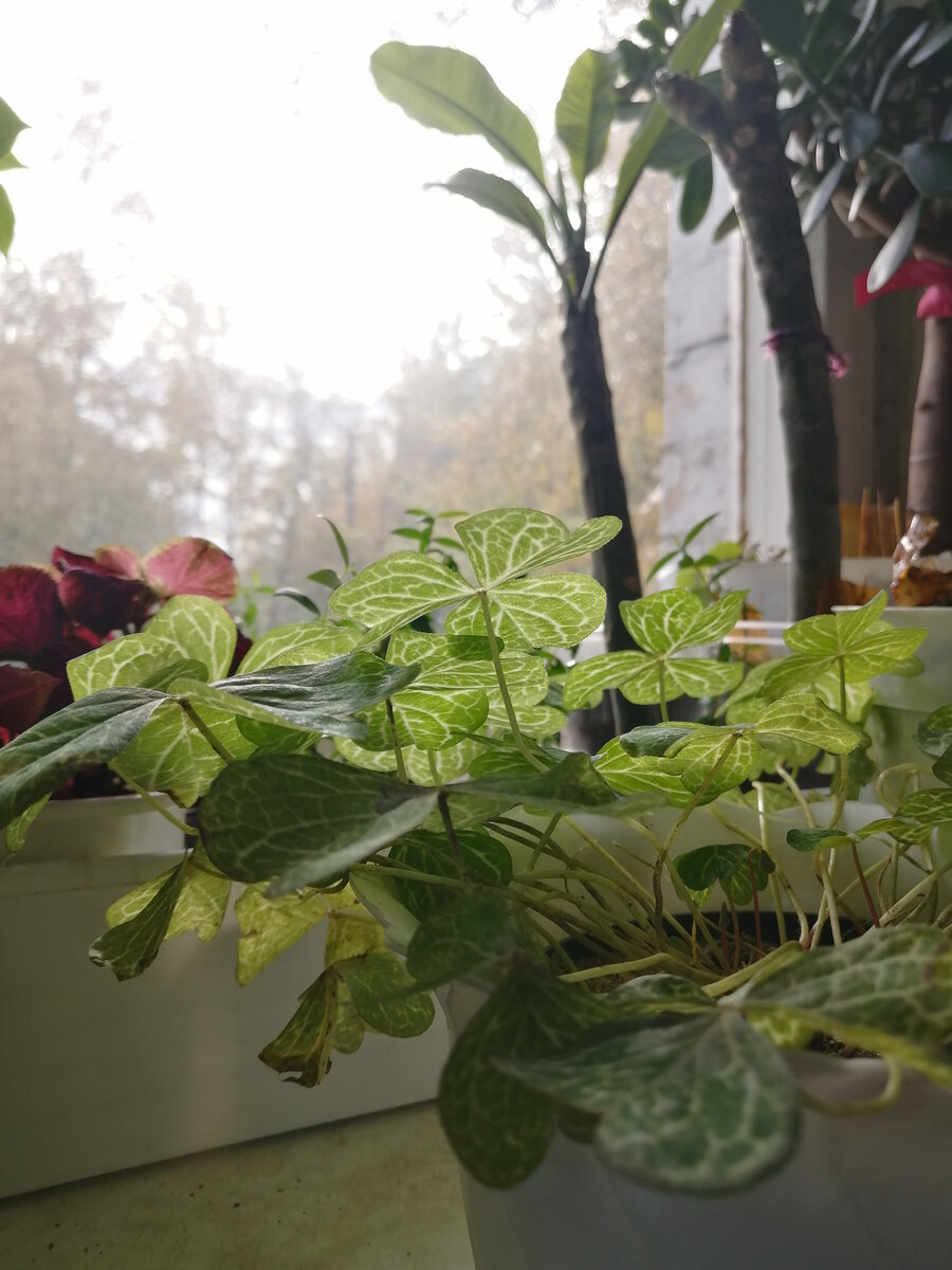 Кислица мартианская в день покупки, уже дома