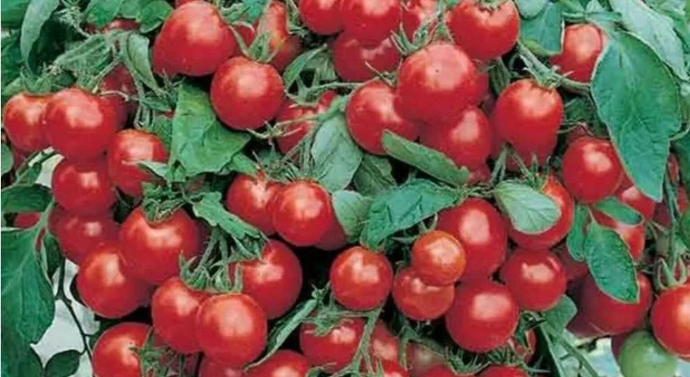 Выбираем Самые Самые урожайные, проверенные черри томаты Рейтинг знатных садоводов и статистика