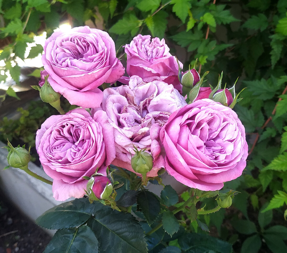 Блю скай фри?