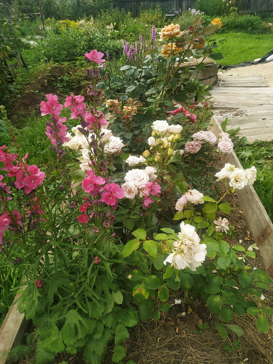 мой розарий №2