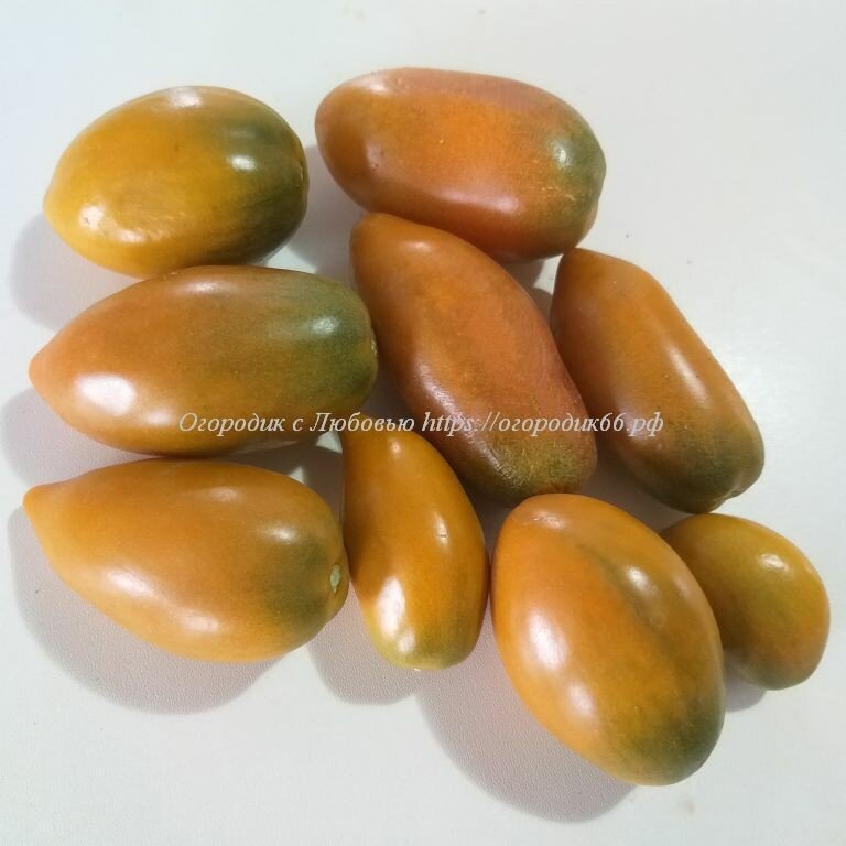 томат глаз тигра