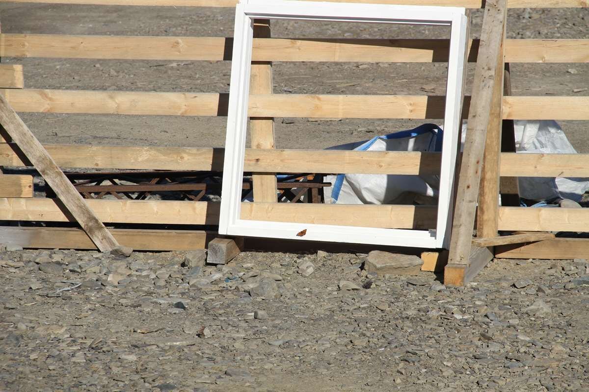    Мыс Желания. На белом фоне старой рамы учёные нашли угольницу чёрно-рыжую. Фото Ивана Мизина, 23 августа 2020 г. stalker