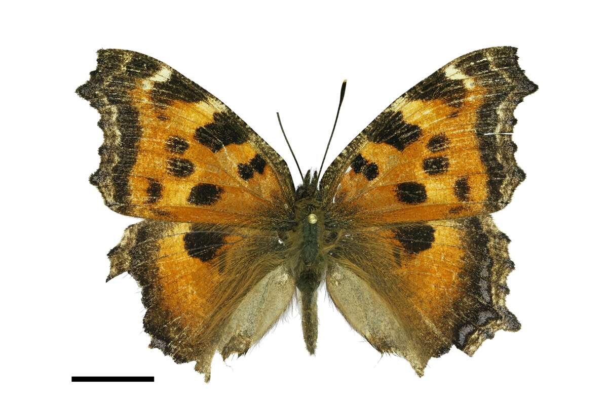    Многоцветница (угольница) чёрно-рыбая. Фото Виталия Спицына stalker