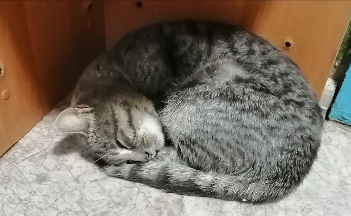Семён, не к кому не подходит, спит так, я пока не трогаю, у кота ещё стресс.