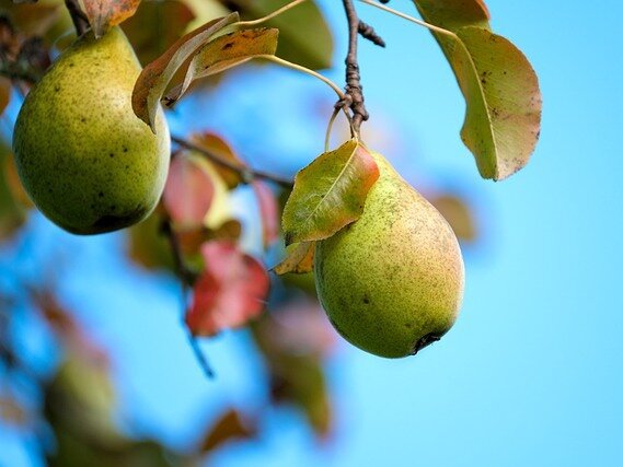 Груша Чижовская. Фото: antonovsad.ru